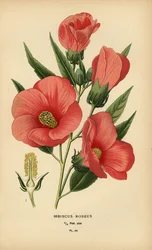 Ibisco rosa