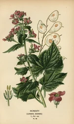 Lunaria annua