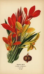 Canna indica ibridi