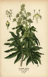 Fatsia japonica