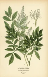 Spirea giapponese, Astilbe japonica