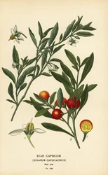 Ciliegia di Gerusalemme, Solanum pseudocapsicum var. diflorum