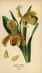 Orchidea scarpetta di Venere, Paphiopedilum insigne (Cypripedium insigne). Cromolitografia da un