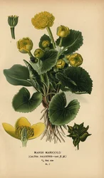 Calta palustre, Caltha palustris