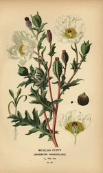 Papavero messicano, Argemone grandiflora