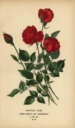 Rosa mensile, Rosa chinensis var. semperflorens.