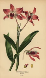 Orchidea Dendrobium nobile. Cromolitografia da un