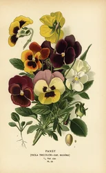 Viola del pensiero, Viola tricolor