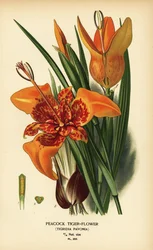Fiore tigre pavone, Tigridia pavonia. Cromolitografia da un