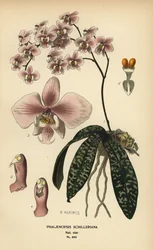 Orchidea Phalaenopsis schilleriana. Cromolitografia da un
