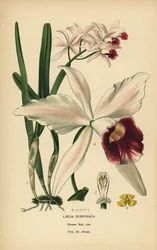 Cattleya purpurata (Laelia purpurata). Cromolitografia da un