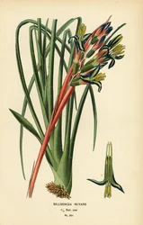 Billbergia nutans. Cromolitografia da un