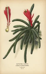 Cacto coda di topo, Disocactus flagelliformis.