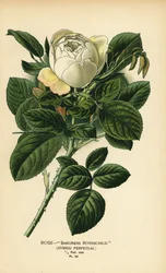 Rosa Baronessa Rothschild, ibrido perpetuo.