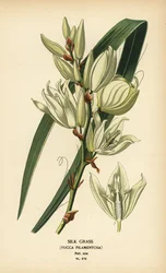 Erba di seta, Yucca filamentosa