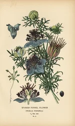 Nigella hispanica