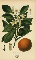 Arancia dolce, Citrus x aurantium