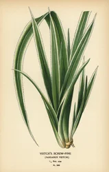 Pandanus tectorius (Pandanus veitchii). Cromolitografia da un