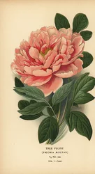 Peonia arborea