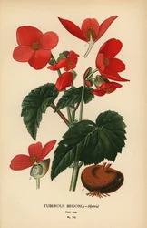 Begonia tuberosa ibrida