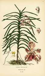 Orchidea Vanda tricolor. Cromolitografia da un