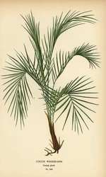 Palma di Weddell, Lytocaryum weddellianum, pianta giovane (Cocos weddeliana). Cromolitografia da un