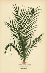 Phoenix reclinata (Phoenix spinosa). Cromolitografia da un