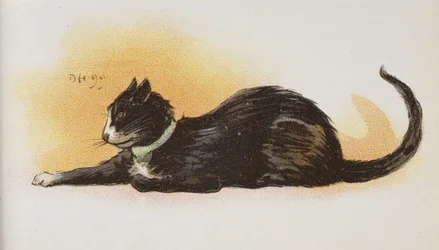 Un gatto