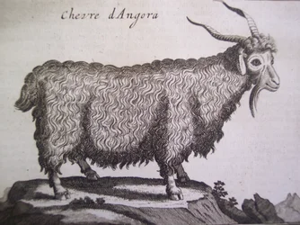 Capra d