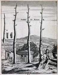Alberi da frutto, da De Nederlandze Hesperides di Jan Commelin, pubblicato nel 1676