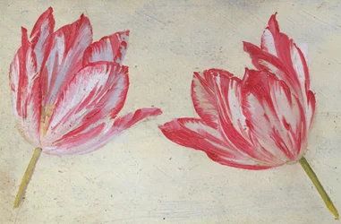 Studi di tulipani, c.1830