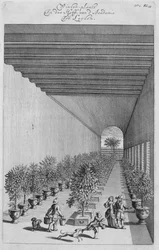 La serra, da De Nederlandze Hesperides di Jan Commelin, pubblicato nel 1676