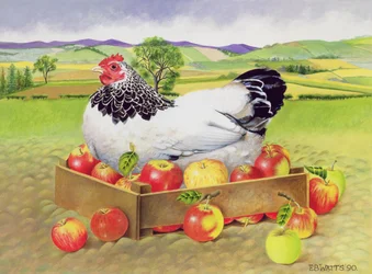 Gallina in una scatola di mele