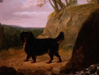 Un cocker spaniel nel paesaggio