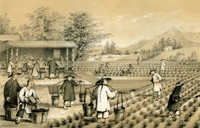 Cultura e preparazione del tè, Cina, 1847