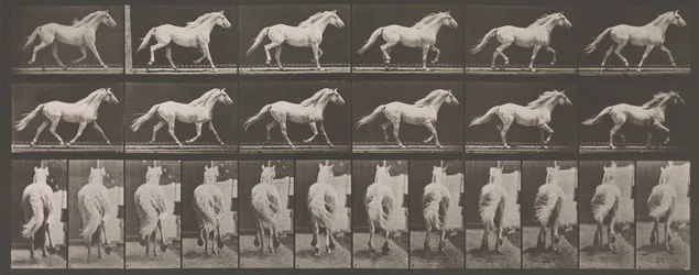 Locomozione animale. Un
