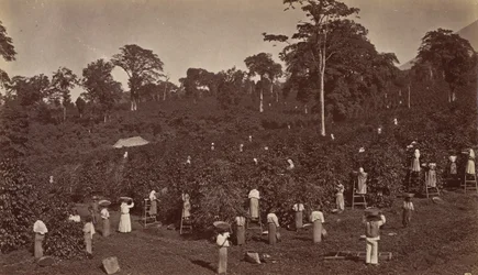 Raccolta del caffè, Las Nubes-Guatemala, 1875