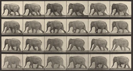 Tavola numero 733. Elefante che cammina, 1887
