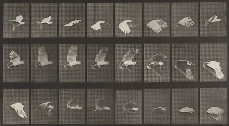 Tavola numero 758. Cacatua in volo, 1887.