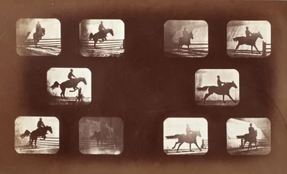 Locomozione animale (uomo a cavallo sopra ostacoli)