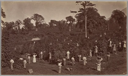 Raccolta del caffè, Las Nubes, Guatemala