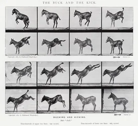 Eadweard Muybridge: Il calcio e il calcio