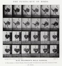 Eadweard Muybridge: La corsa volante degli uccelli
