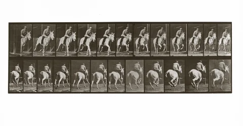 Cavallo al galoppo con cavaliere, Tavola 635 da Animal Locomotion
