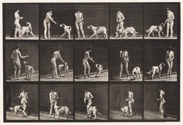 Piastra 514. Nutrire un cane