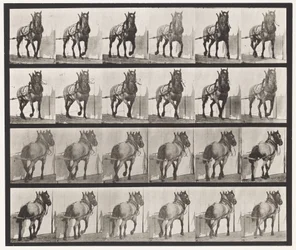 Tavola 568. Traino; Cavallo Belga Grigio Scuro Billy