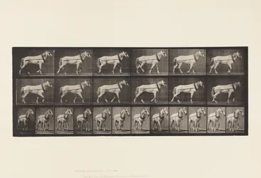 Trainare; Giumenta Grigio Chiaro Johnson, 1885