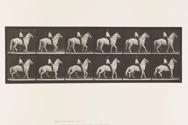 Camminare; Sella; Irregolare; Cavallo Bianco Clinton, 1885