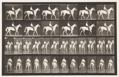 Camminare; Sella; Cavallo Bianco Elberon, 1885