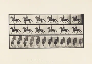 Tavola 593. Andatura Oscillante; Sella; Cavallo Bruno Pronto